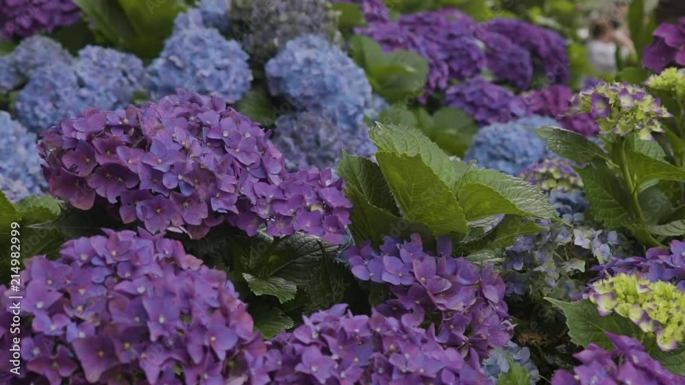 Blue and Purple Hortencia flowers in Gramado, Brazil. Blue and Purple Hortencia flowers in Gramado, Brazil.