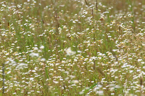 A field of camomiles