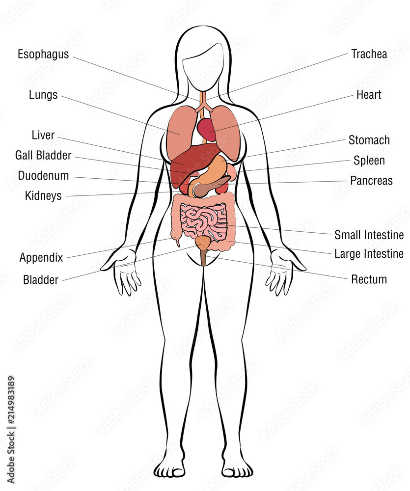 Internal organs, female body - schematic human anatomy illustration -  isolated vector on white background. Stock Vector