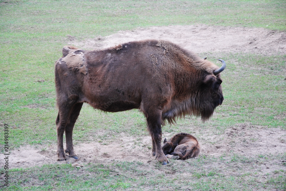 Wisent, Bison Wisent, Bison