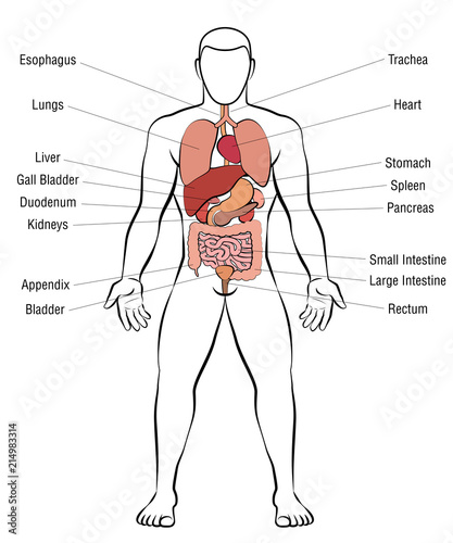 Internal organs, male body - schematic human anatomy illustration - isolated vector on white background.