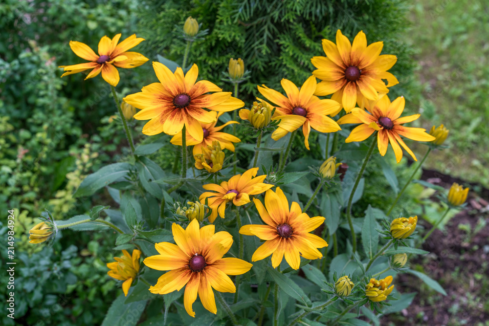 Golden rudbekia in the garden Golden rudbekia in the garden