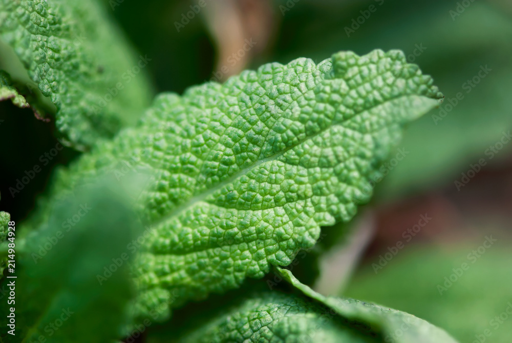 Green Sage Leaf Green Sage Leaf