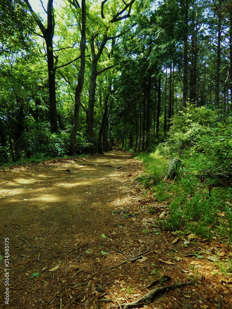 Obraz premium 山道 弘法山