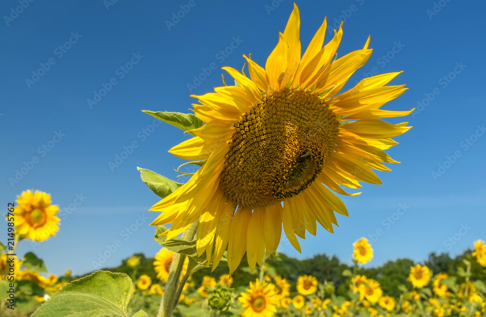 Obraz premium Die Temperaturen steigen weiter. Hitzewelle über Deutschland. 