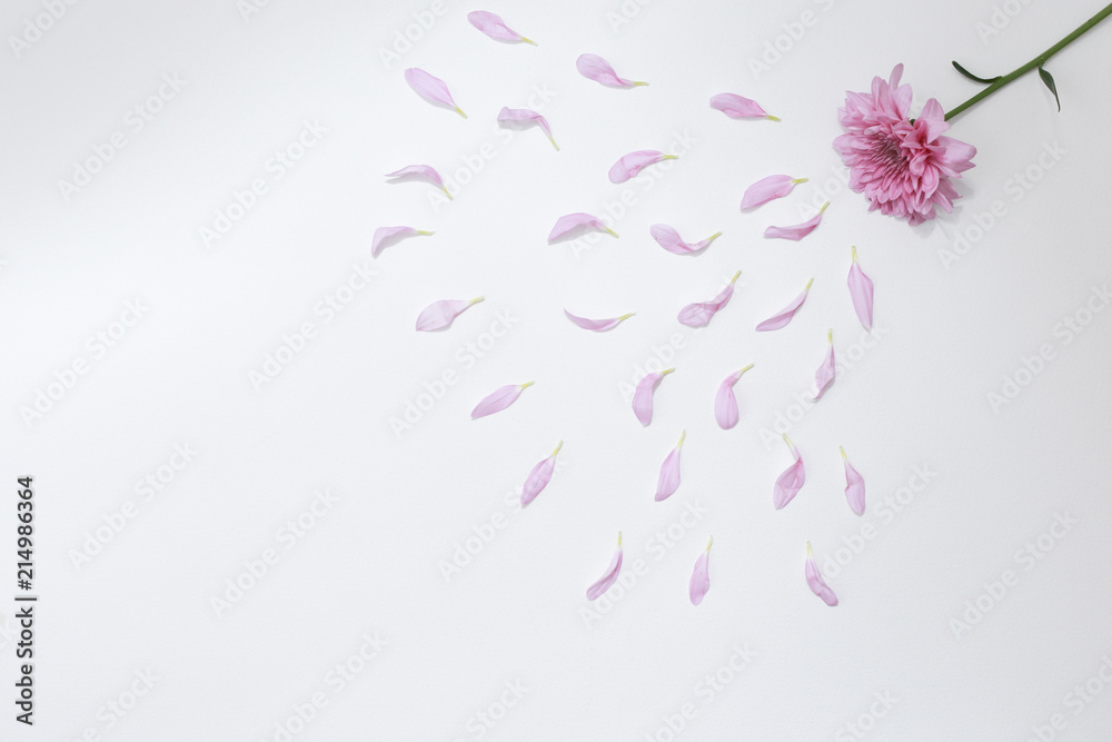 Fototapeta premium Flower Pattern Top View On Color Paper For Background