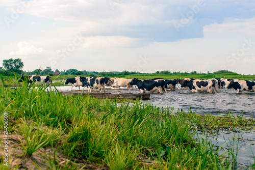 Biebrza Natural Park - cows crossing river in small willage Brzostow 