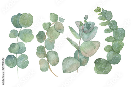 watercolor green leaves eucalyptus populus on white background. flat lay, top view