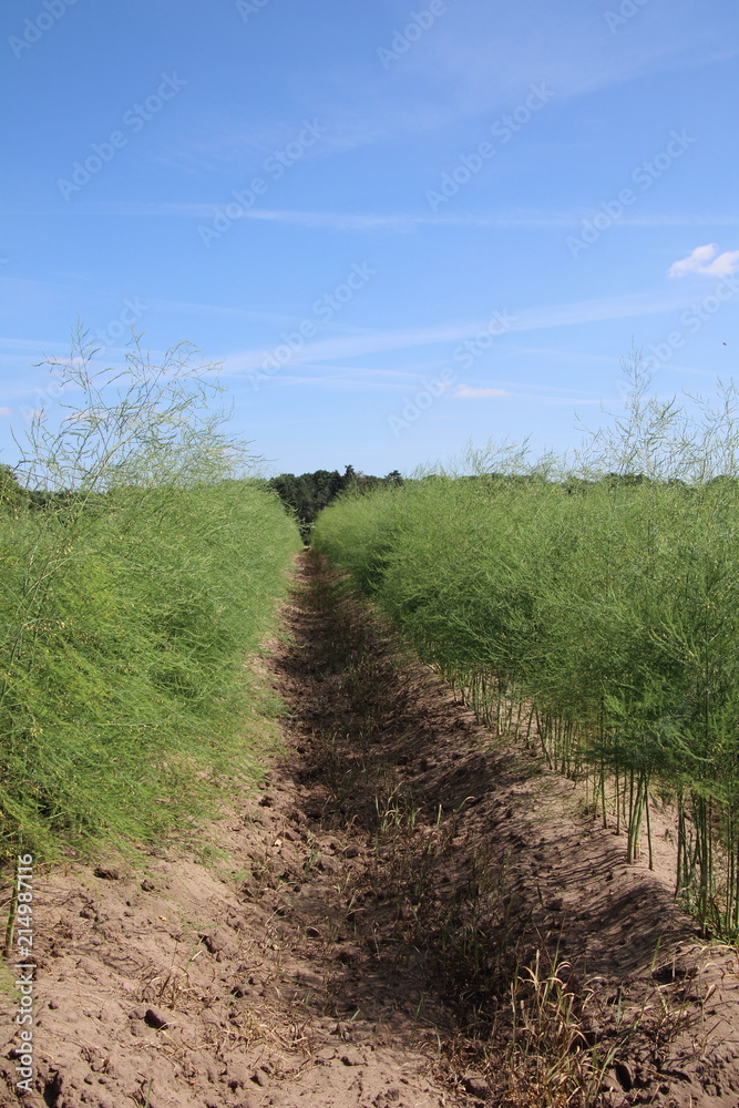 Obraz premium spargelkraut