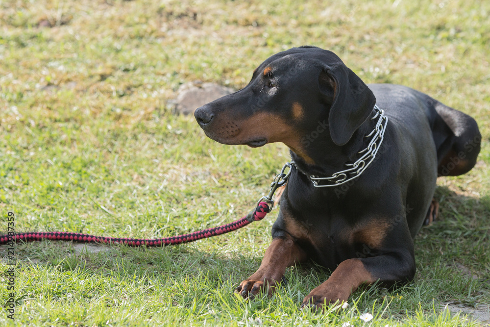 Portrait of a doberman dog living in Belgium Portrait of a doberman dog living in Belgium