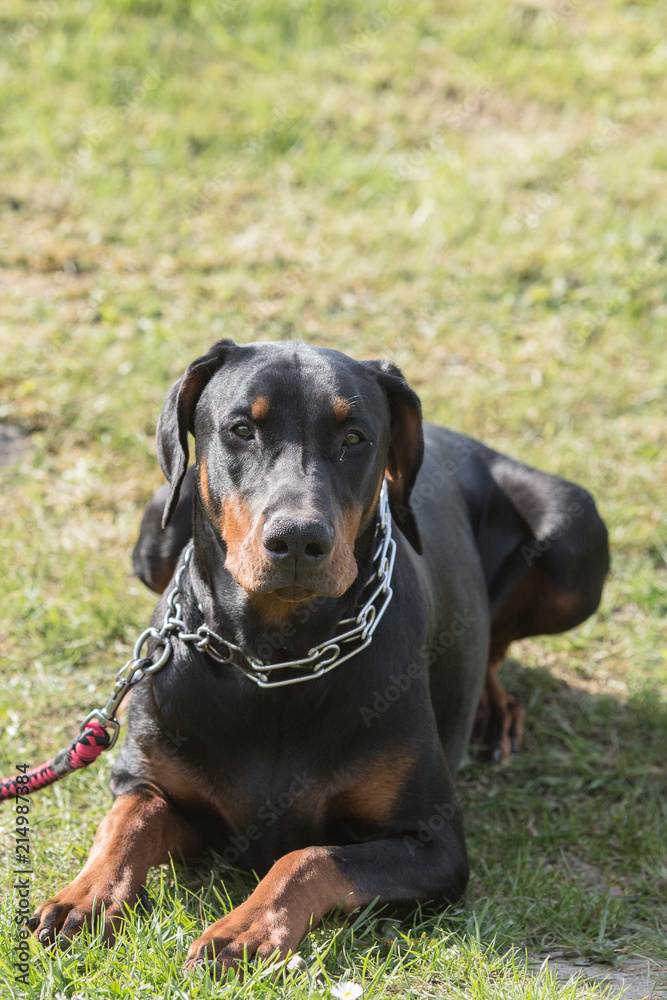 Portrait of a doberman dog living in Belgium Portrait of a doberman dog living in Belgium