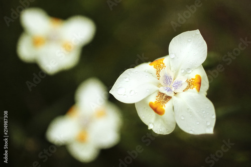 Fototapeta Naklejka Na Ścianę i Meble -  White Dietes Flower with orange and purple markings delicately blooming