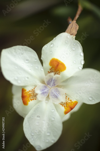 Fototapeta Naklejka Na Ścianę i Meble -  White Dietes Flower with orange and purple markings delicately blooming
