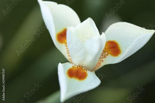 Fototapeta Naklejka Na Ścianę i Meble -  White Dietes Flower with orange and purple markings delicately blooming