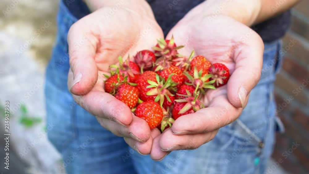 Fresh organic strawberries in human hands in old english garden Summertime Fresh organic strawberries in human hands in old english garden Summertime