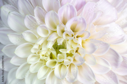 Close up of a white and pink Dahlia flower