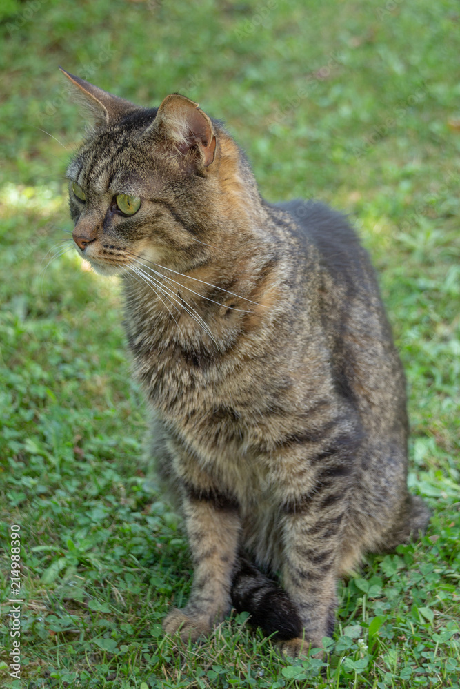 Naklejka premium Chat gris tigré assis dans l'herbe