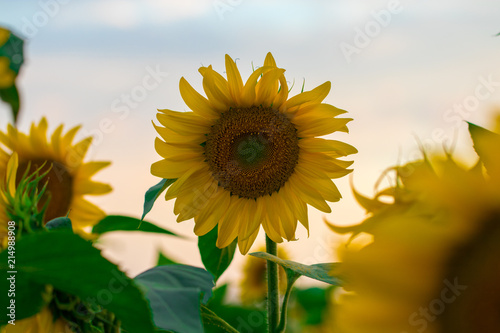 Summer sunflower field. Field of sunflowers with blue sky