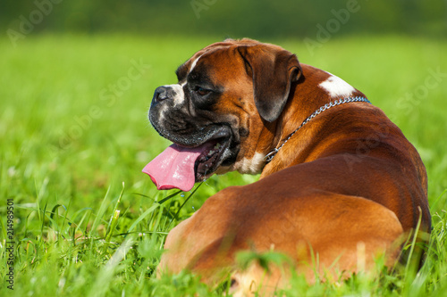Hechelnder Boxer liegt im Gras © DoraZett