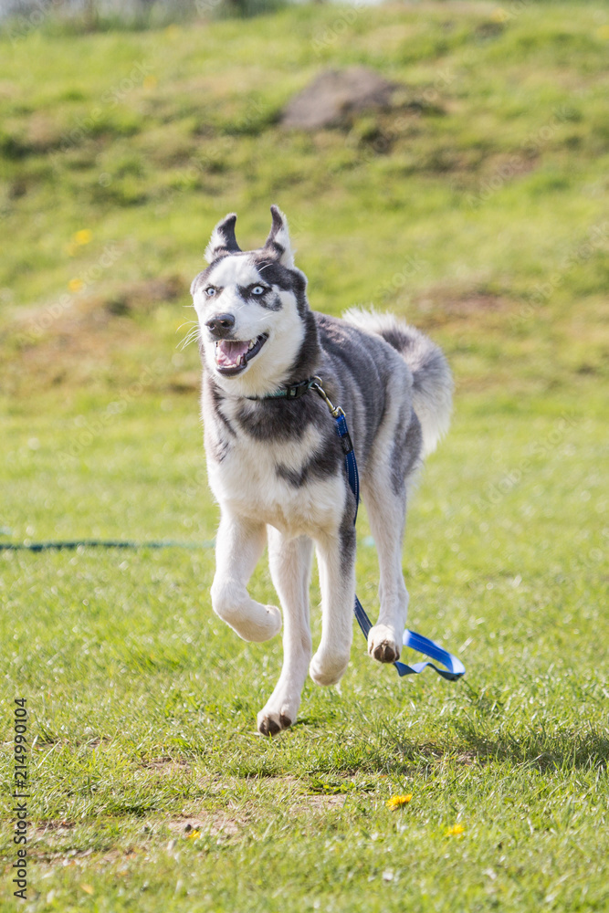 Portrait of a husky dog living in Belgium