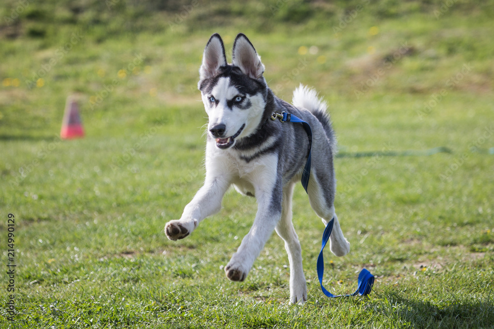 Portrait of a husky dog living in Belgium Portrait of a husky dog living in Belgium