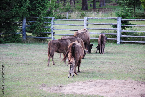 Wisent, Bison