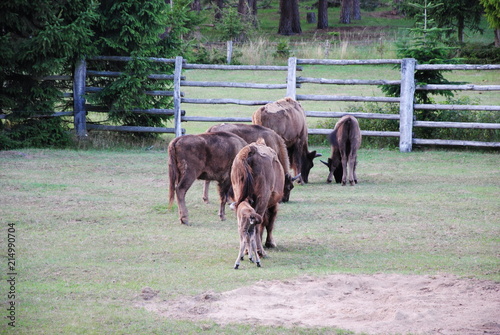 Wisent, Bison