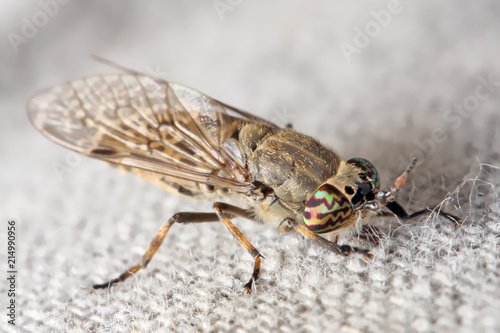 Insect horse-fly with color eyes on the fabric of clothes. 