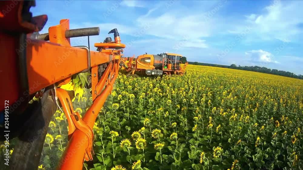 View from the camera gopro on the rod sprayer blooming sunflower. Videography of the operating sprayer in the field of sunflower.
