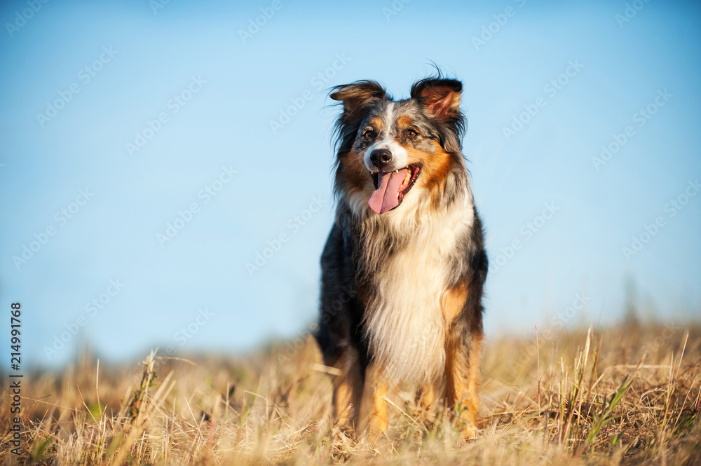 Australian Shepherd steht in einem Stoopelfeld