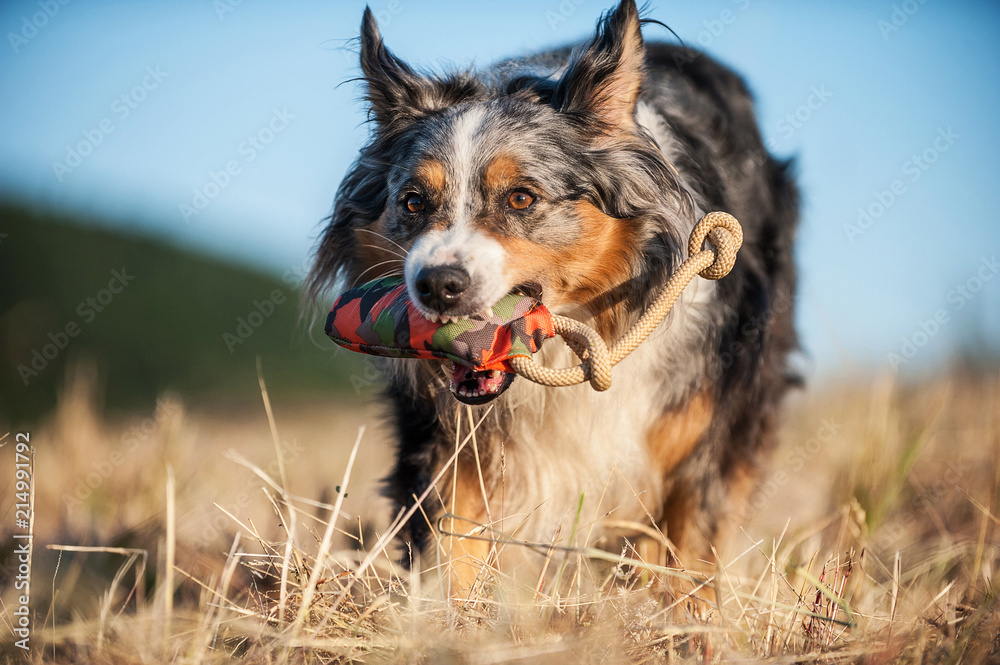 Australian Shepherd apportiert Spielzeug Australian Shepherd apportiert Spielzeug