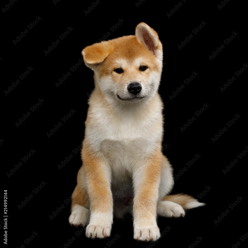 Cute Akita Inu Puppy Sitting with funny ears on Isolated Black Background, front view