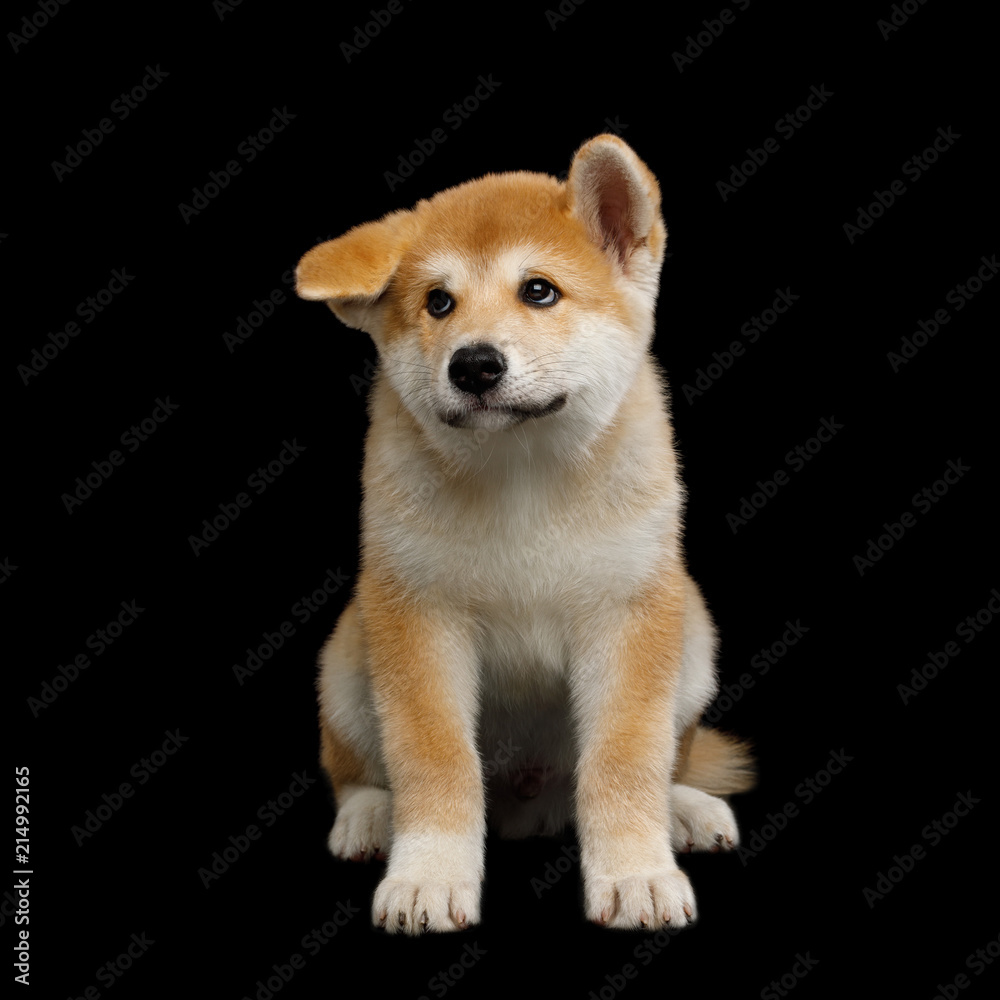 Cute Akita Inu Puppy Sitting with funny ears on Isolated Black Background, front view