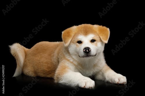 Fototapeta Naklejka Na Ścianę i Meble -  Cute Akita Inu Puppy Lying on Isolated Black Background, front view