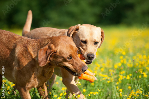 Zwei Hunde mit Spielzeug photo