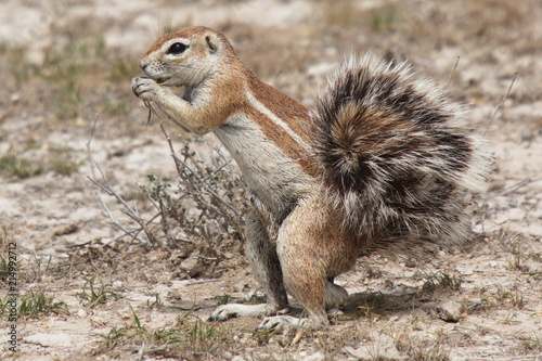 Ground Squirrel in Etosha National Park in Namibia in Africa
