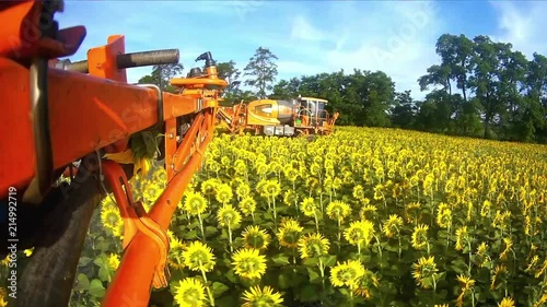 View from the camera gopro on the rod sprayer blooming sunflower. Videography of the operating sprayer in the field of sunflower time laps.