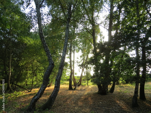 Slika na platnu English Forest