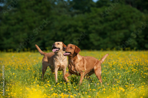 Fototapeta Naklejka Na Ścianę i Meble -  Zwei Labrador Retriever in einer Frühlingswiese