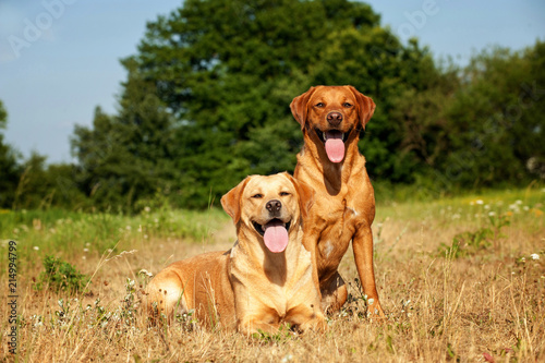 Zwei hechelnde Labradore in der Sommerhitze