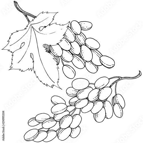 Grape healthy food in a vector style isolated. Full name of the fruit: grape. Vector wild fruit for background, texture, wrapper pattern or menu.