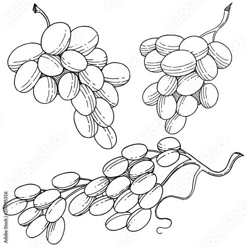 Grape healthy food in a vector style isolated. Full name of the fruit: grape. Vector wild fruit for background, texture, wrapper pattern or menu.