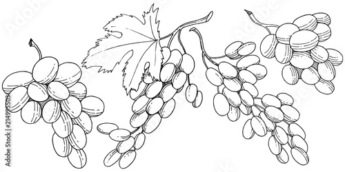 Grape healthy food in a vector style isolated. Full name of the fruit: grape. Vector wild fruit for background, texture, wrapper pattern or menu.