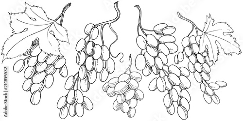 Grape healthy food in a vector style isolated. Full name of the fruit: grape. Vector wild fruit for background, texture, wrapper pattern or menu.