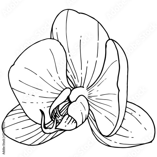 Orchid flower in a vector style isolated. Full name of the plant: orchid. Vector flower for background, texture, wrapper pattern, frame or border.