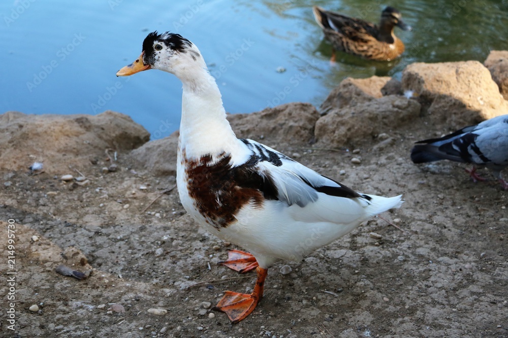 Magpie duck in Park Villa Borghese in Rome, Italy Magpie duck in Park Villa Borghese in Rome, Italy