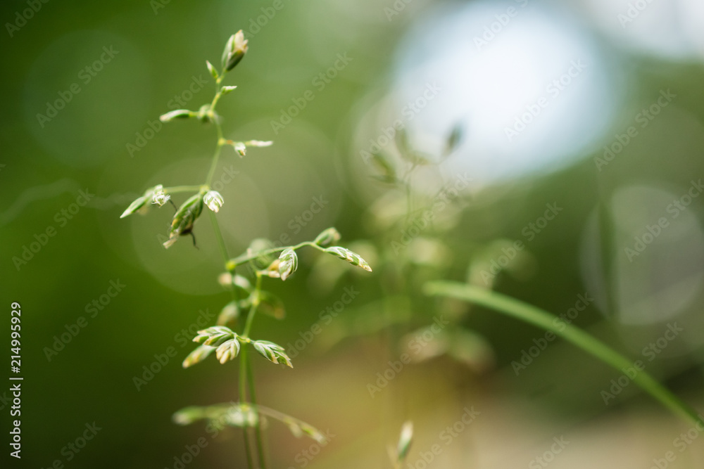 Weeds in close up with blurry background Weeds in close up with blurry background