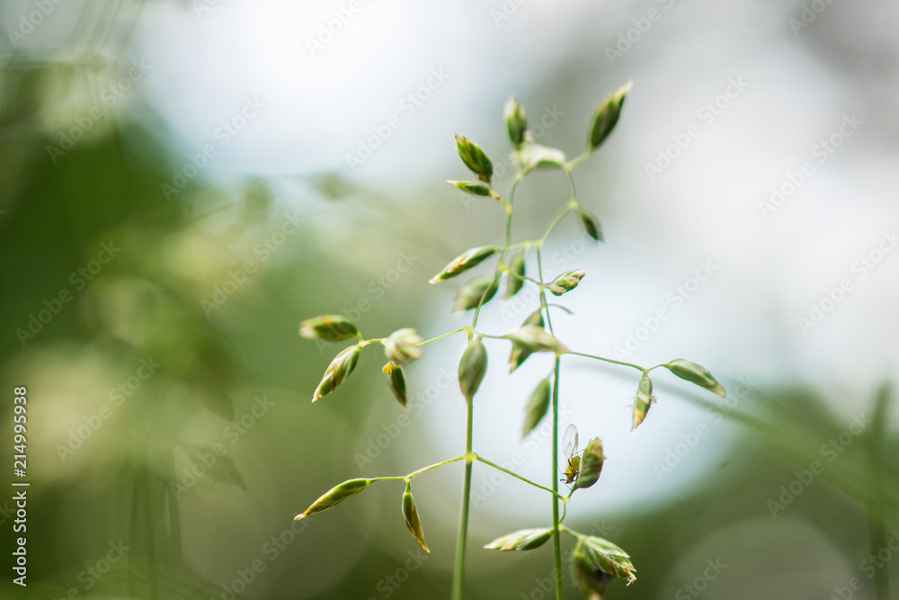 Weeds in close up with blurry background Weeds in close up with blurry background