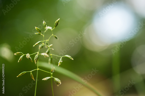 Weeds in close up with blurry background