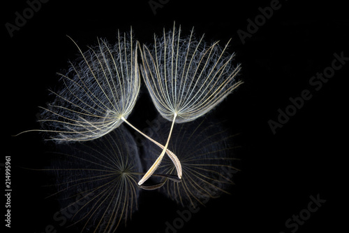 Two dandelion seeds with reflection on black background (extreme macro)